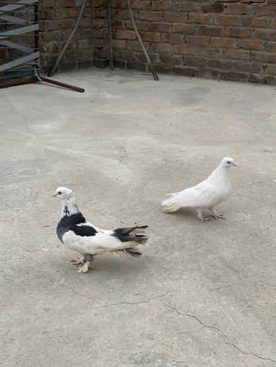 Lakaye pigeons pair.