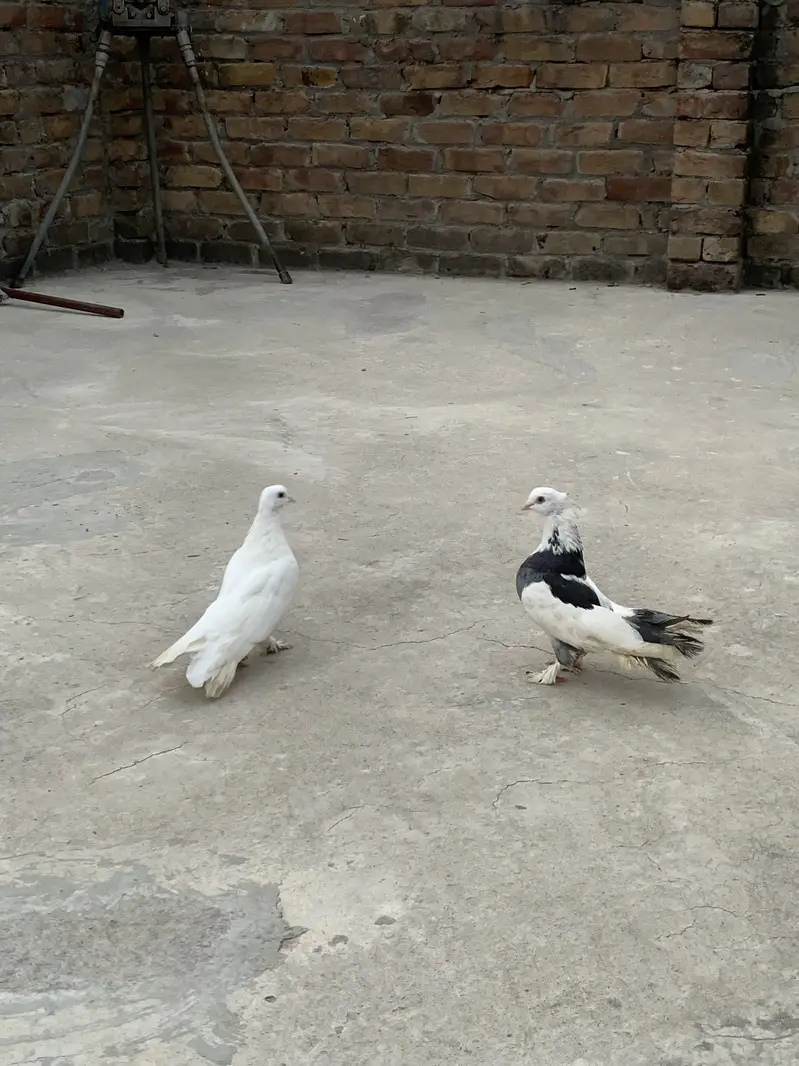 Lakaye pigeons pair. — photo 3