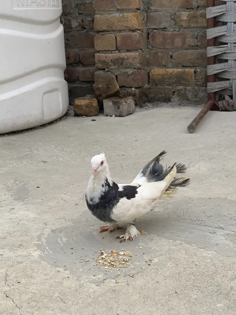 Lakaye pigeons pair. — photo 4