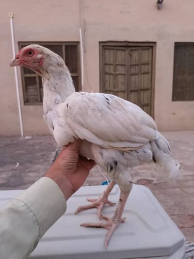 Aseel Mianwali Cheeni Pathi