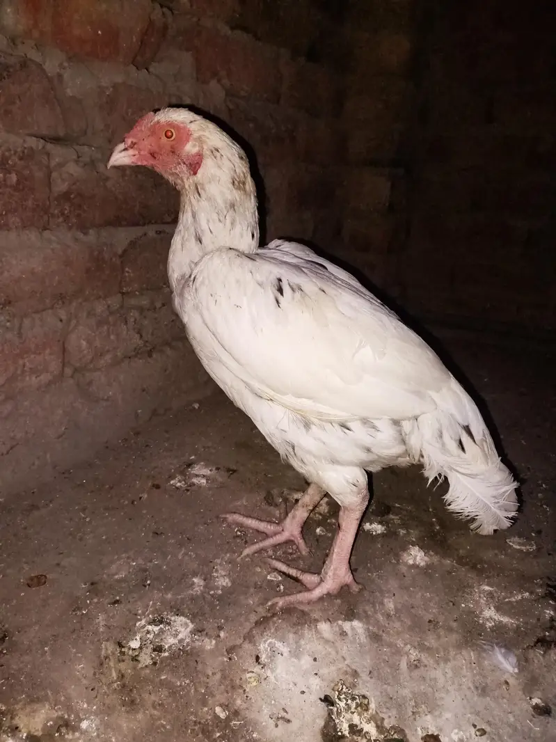 Aseel Mianwali Cheeni Pathi — photo 3
