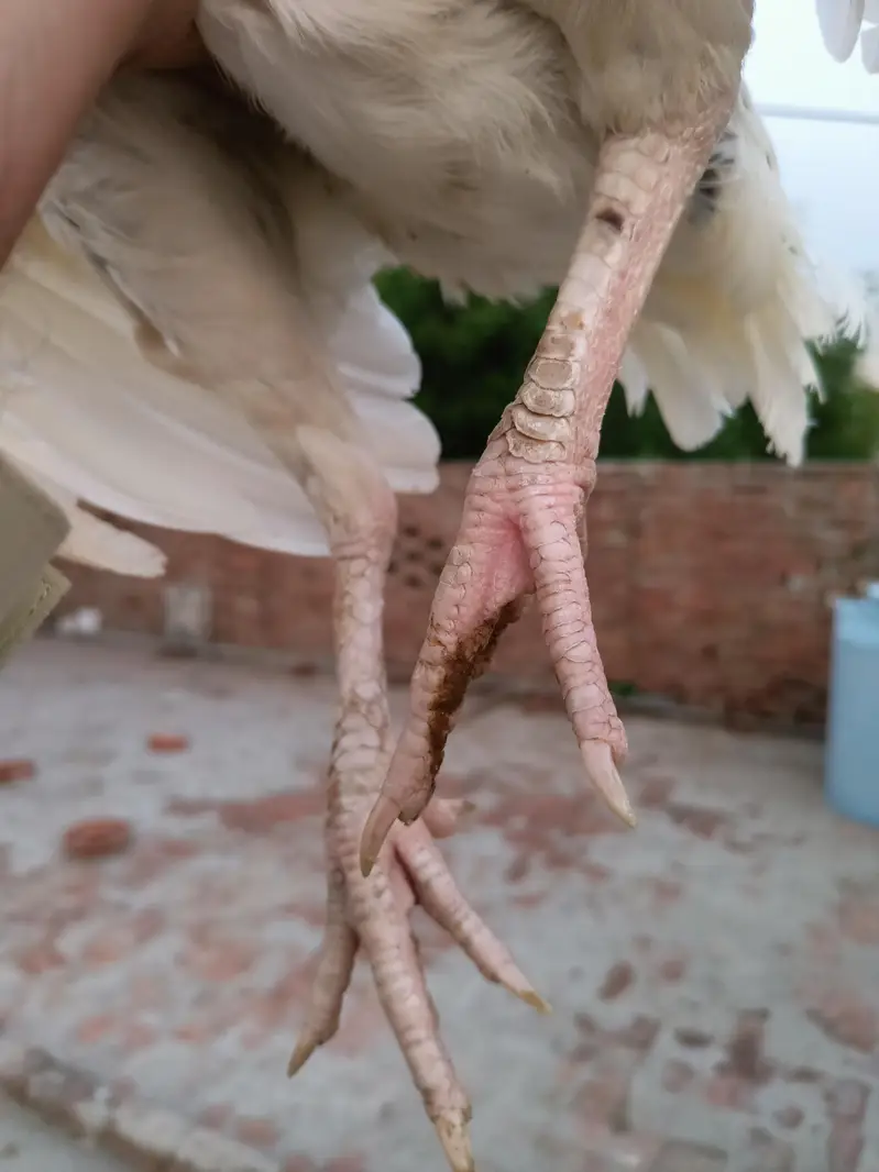 Aseel Mianwali Cheeni Pathi — photo 4