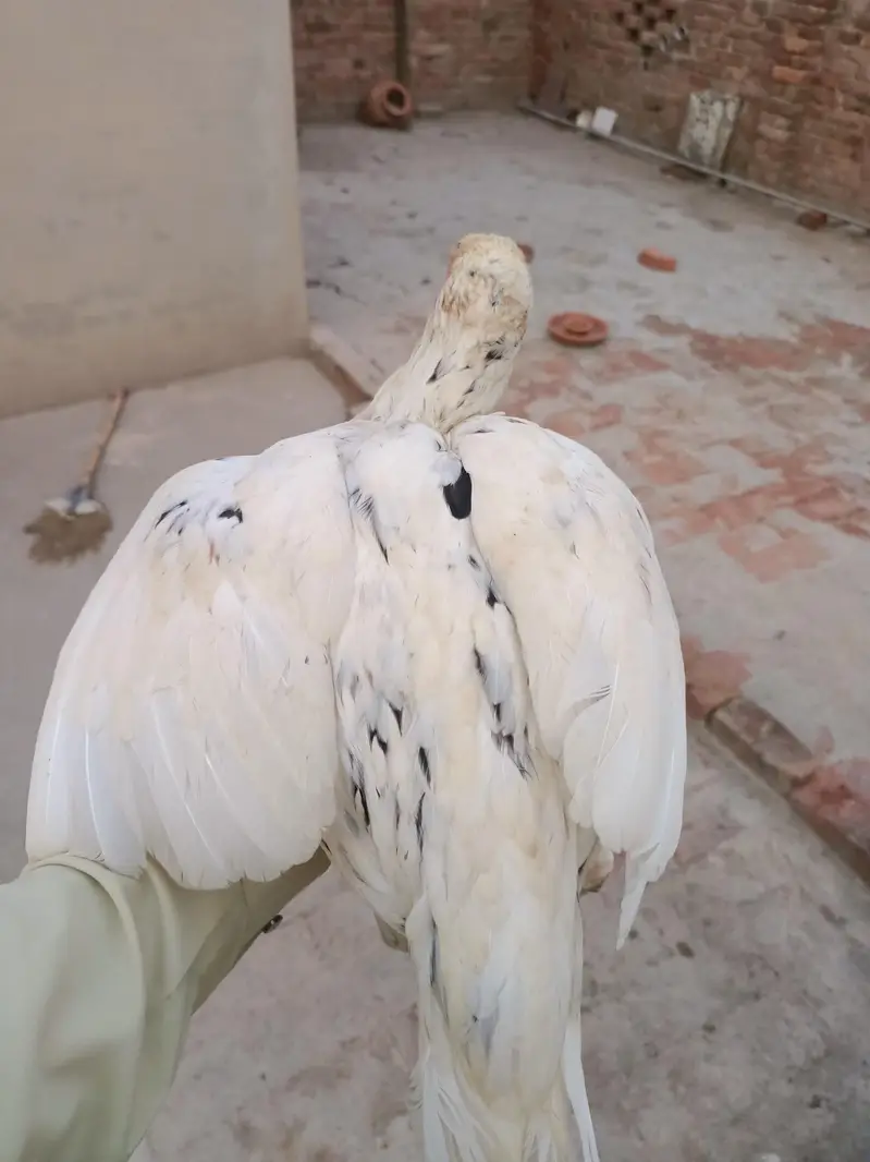 Aseel Mianwali Cheeni Pathi — photo 5