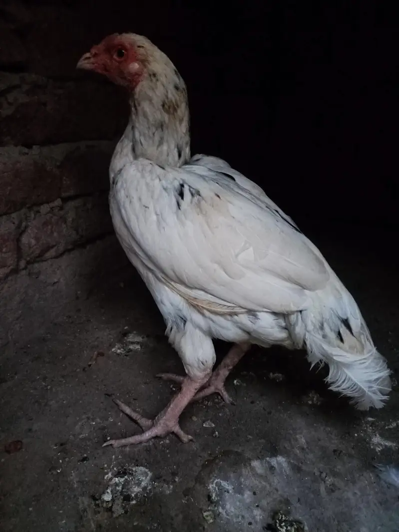 Aseel Mianwali Cheeni Pathi — photo 6