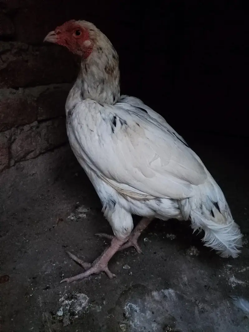 Aseel Mianwali Cheeni Pathi — photo 7