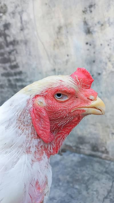 HEERA| BREEDER | MALE | ASEEL | QANDHARI | KANDHARI |