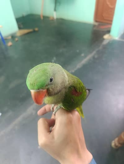 Hand-Tamed Male Alexandrine Parrot – 7/8 Months