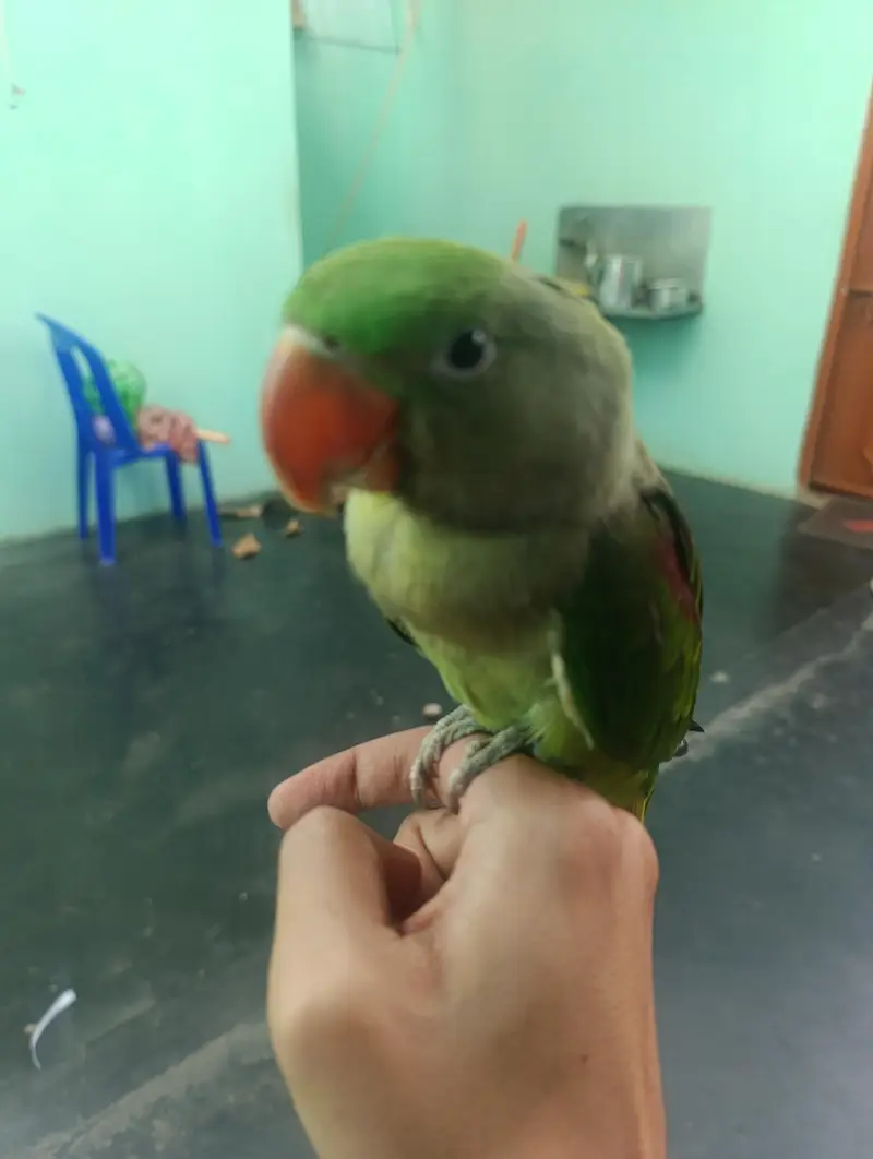 Hand-Tamed Male Alexandrine Parrot – 7/8 Months — photo 2