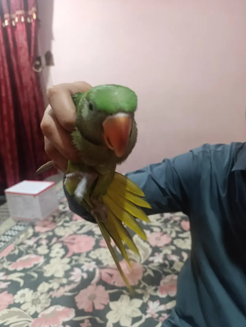 Hand-Tamed Male Alexandrine Parrot – 7/8 Months — photo 3