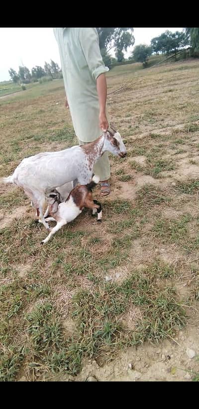 teddy bakri with 2 male kids Whatsapp 03365402644