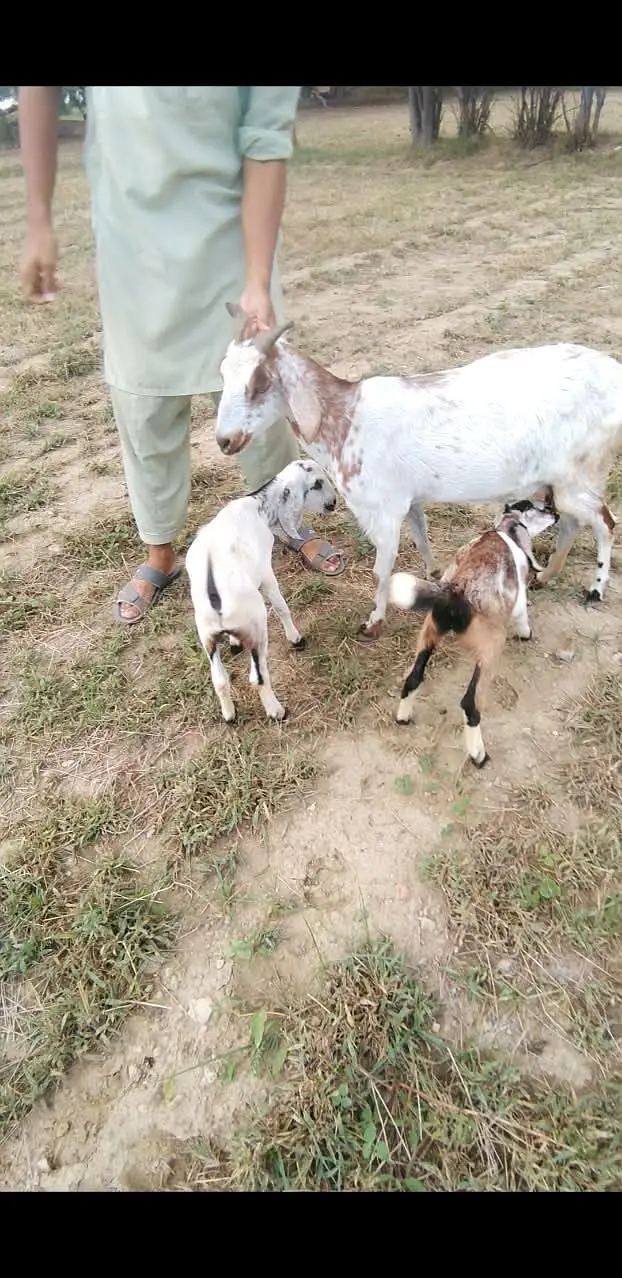 teddy bakri with 2 male kids Whatsapp 03365402644 — photo 4
