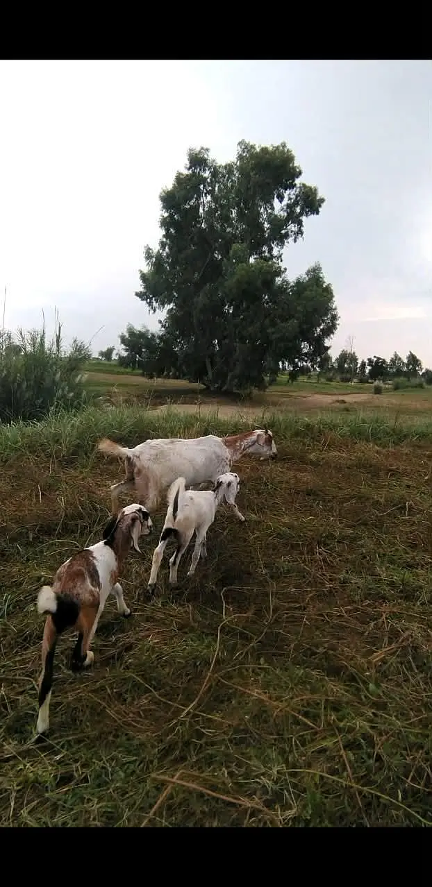 teddy bakri with 2 male kids Whatsapp 03365402644 — photo 5