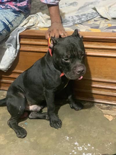 Am Bully Male For Sale