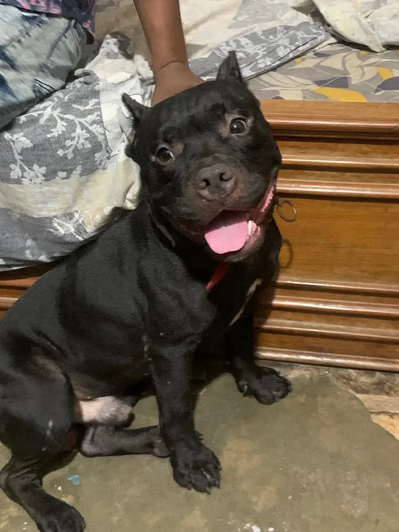 Am Bully Male For Sale — photo 2