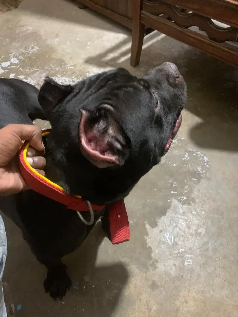 Am Bully Male For Sale — photo 3