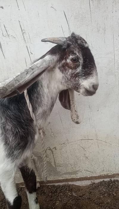 Bakra Healthy 6 months Vaccinated