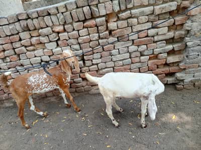 bakray hain 2 abhi jwan hain ek White ek Red