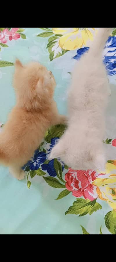 kittens for sale