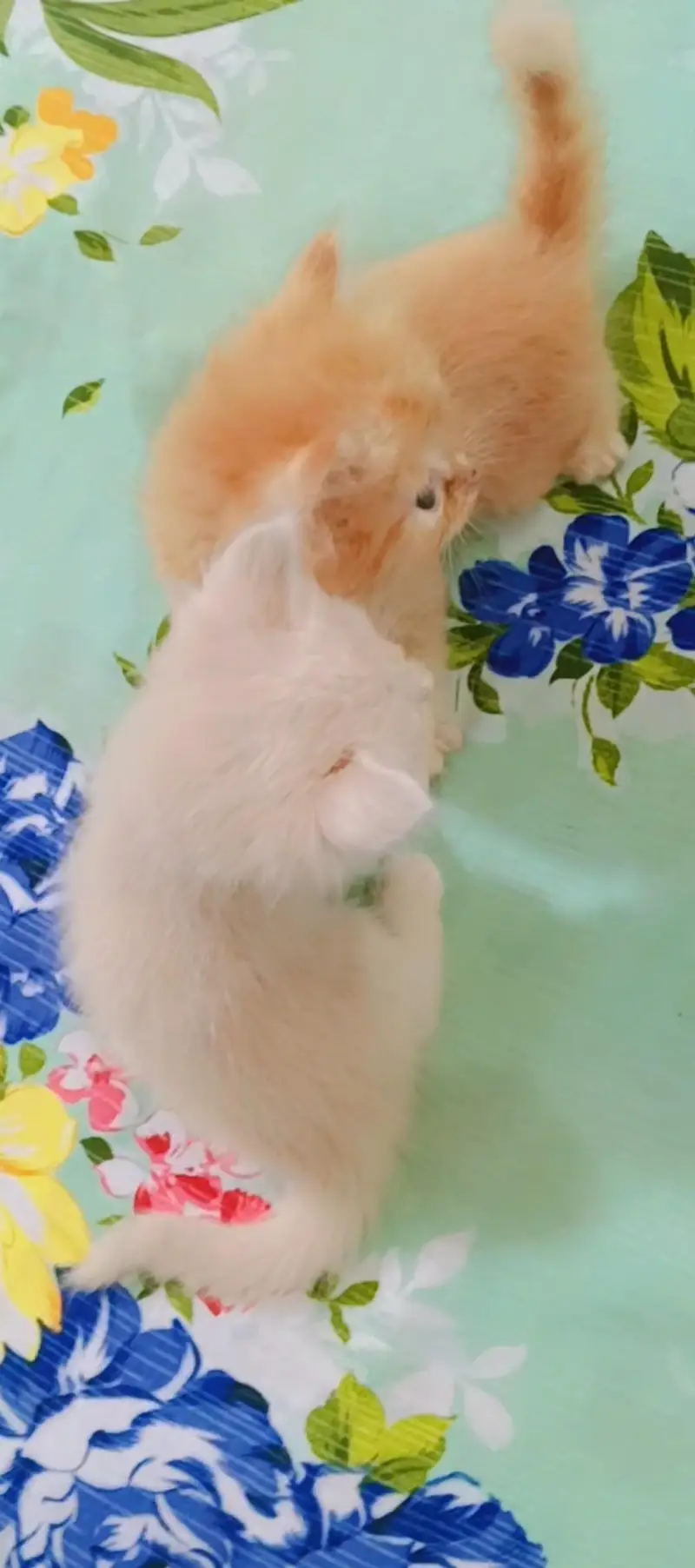 kittens for sale — photo 2