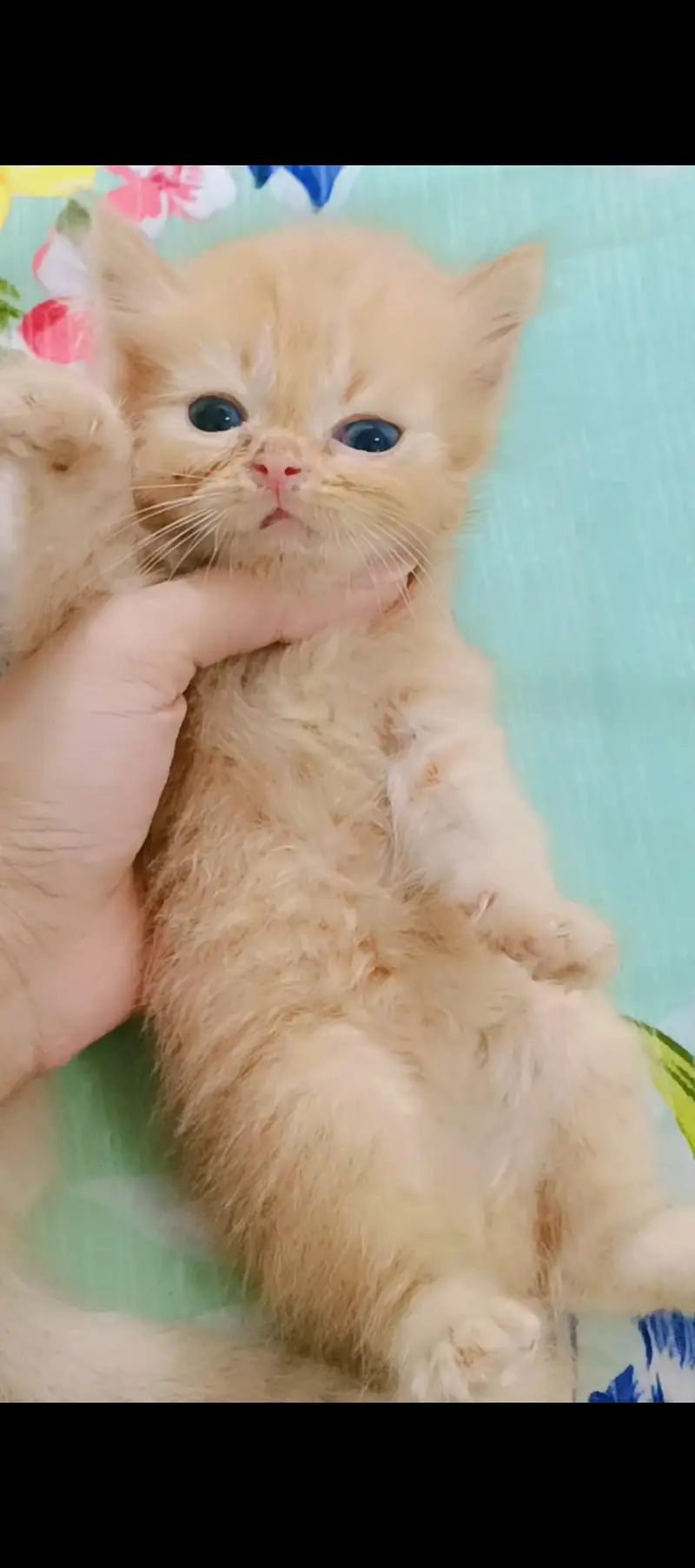 kittens for sale — photo 3