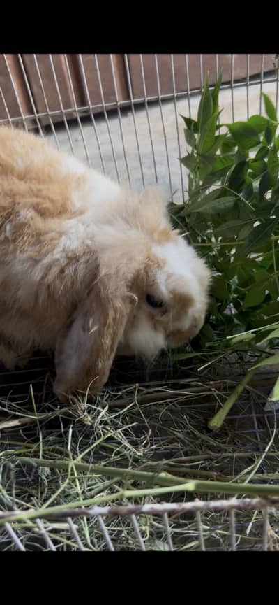 Holland loop breeder female for sale 03368792398