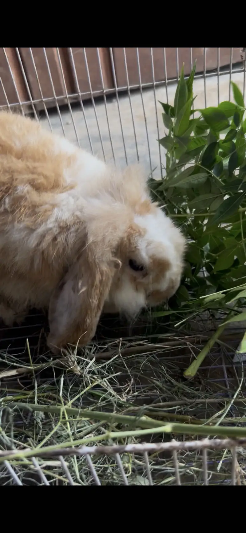 Holland loop breeder female for sale 03368792398