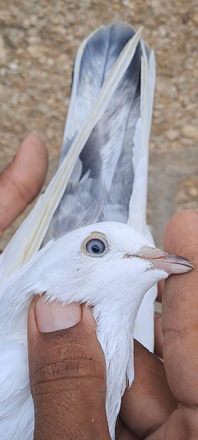 Nilduma Galwaa dubaaz rampuri
