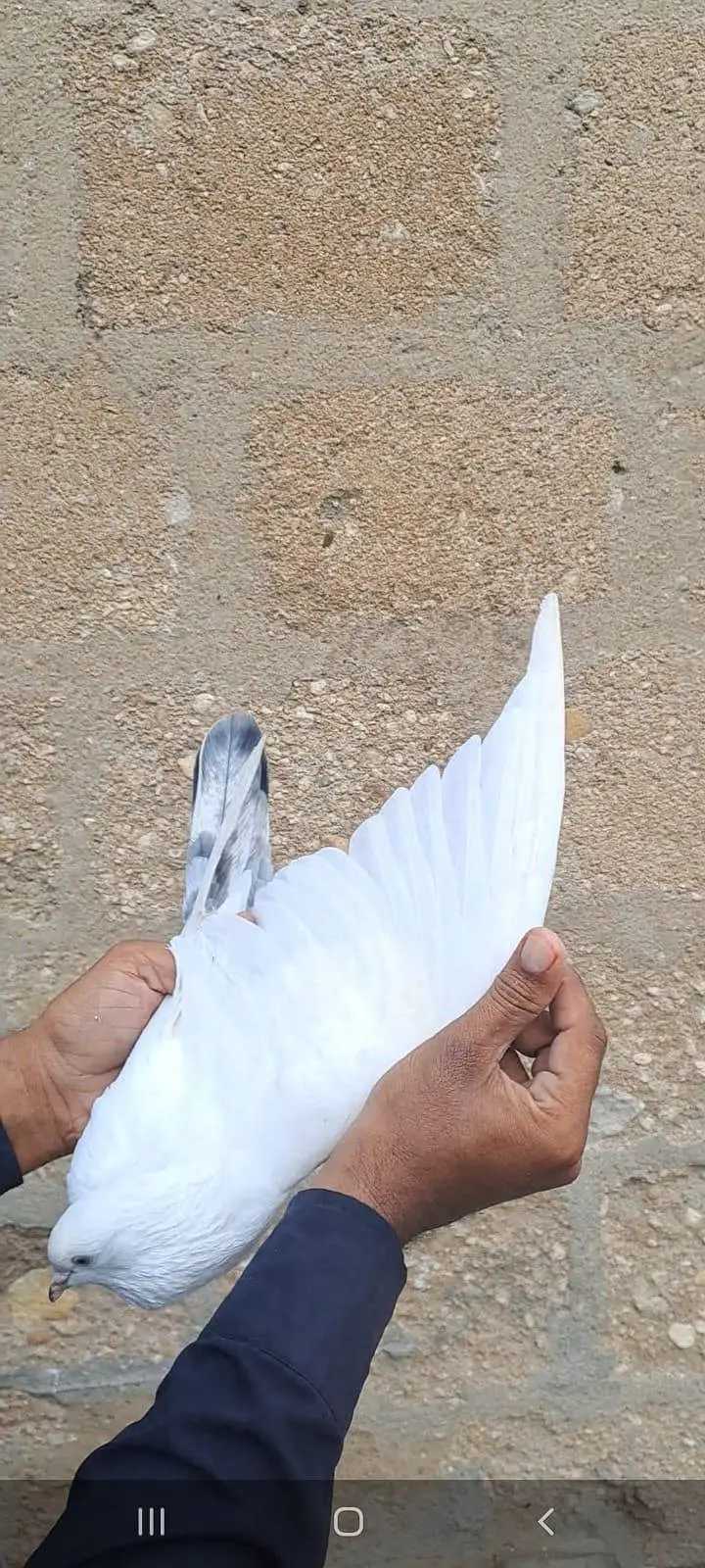 Nilduma Galwaa dubaaz rampuri — photo 2