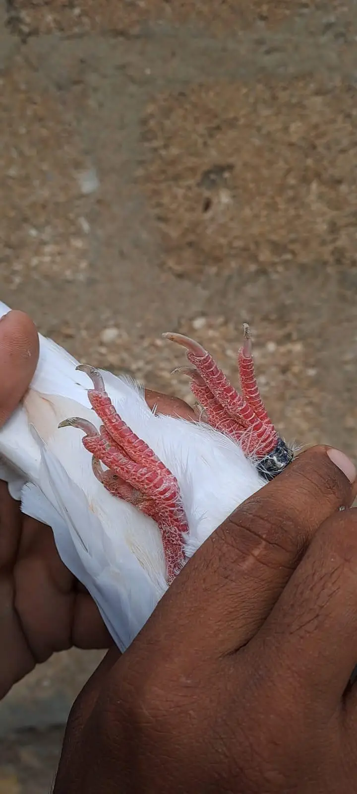 Nilduma Galwaa dubaaz rampuri — photo 3