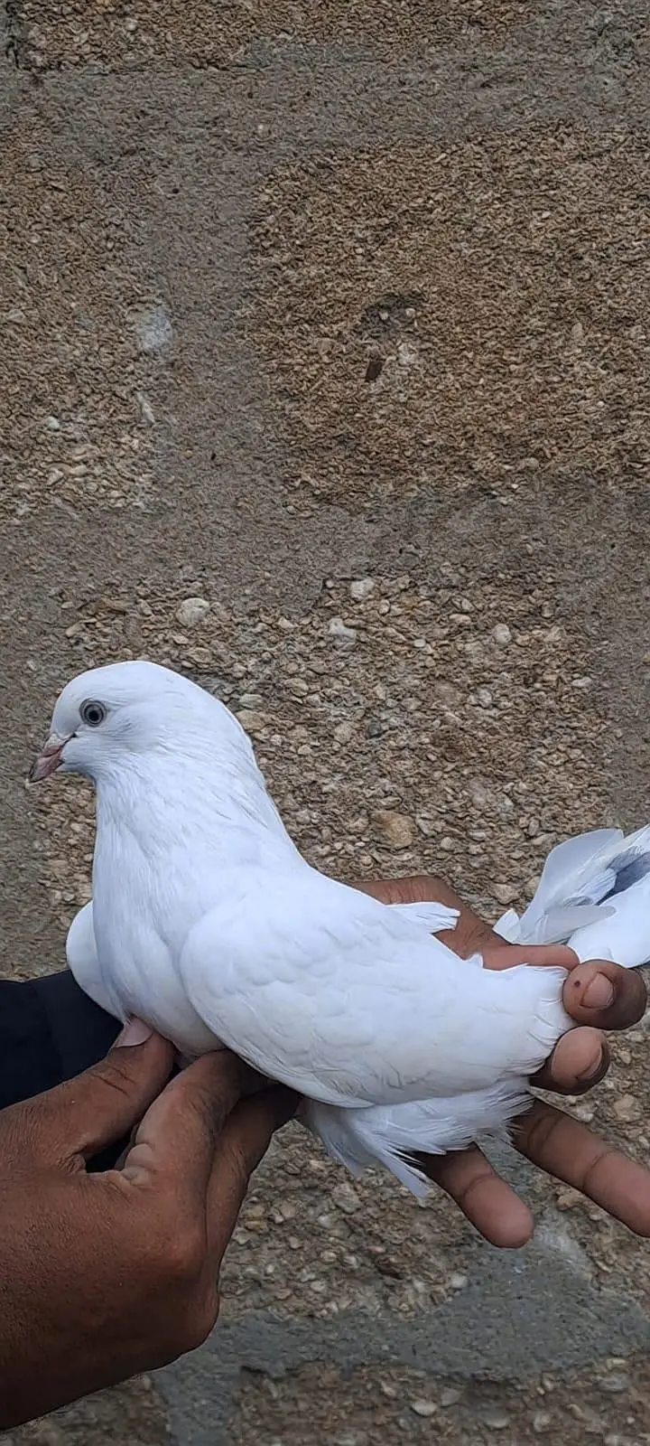 Nilduma Galwaa dubaaz rampuri — photo 4