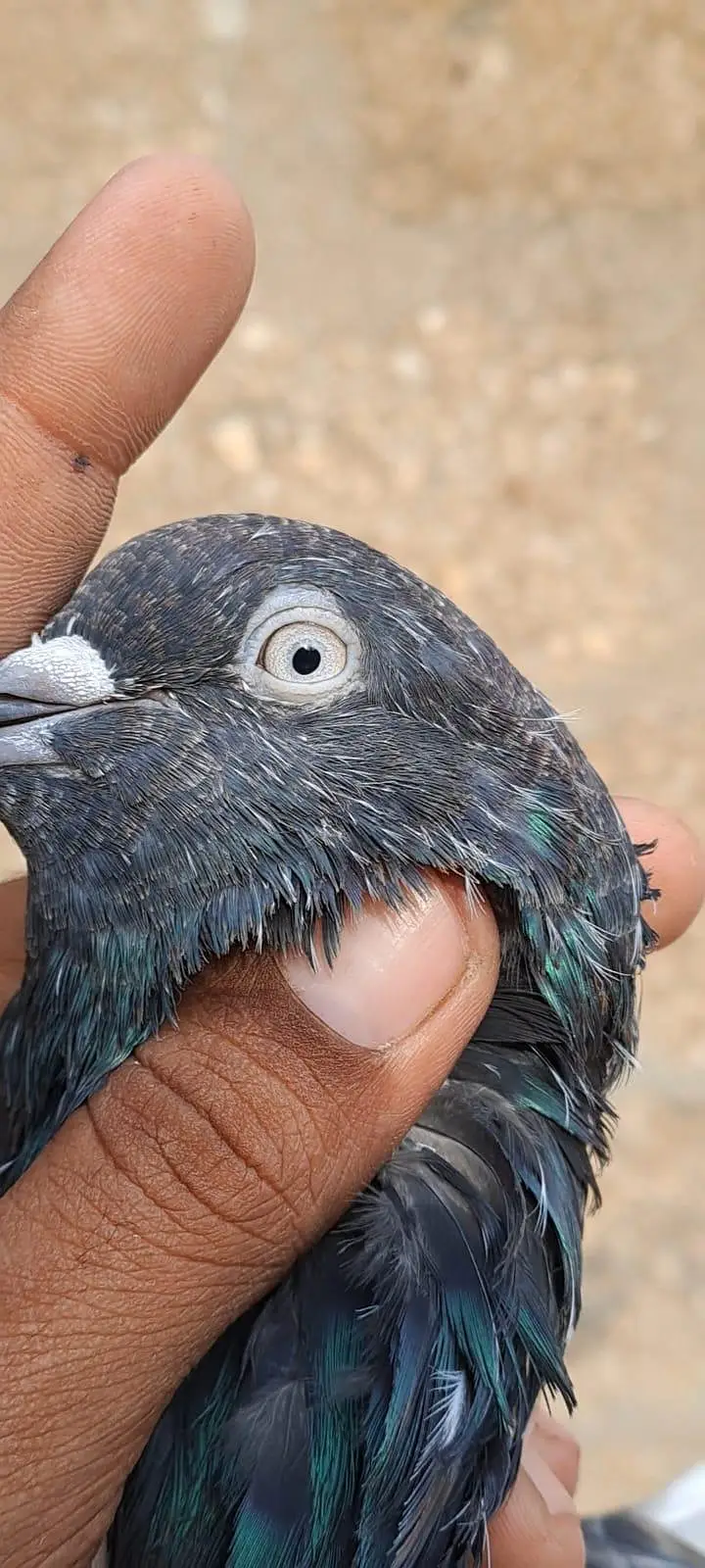 Nilduma Galwaa dubaaz rampuri — photo 5