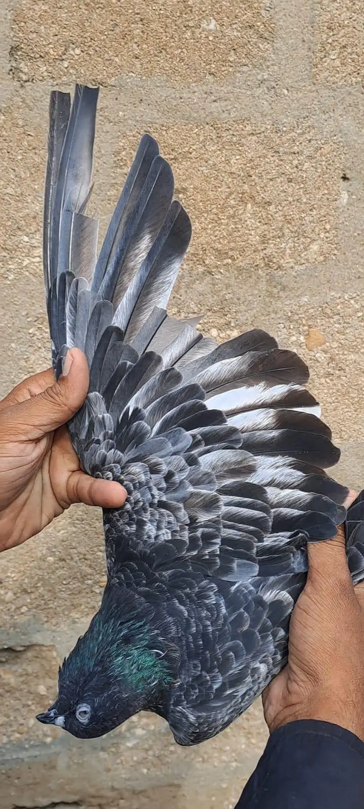 Nilduma Galwaa dubaaz rampuri — photo 6