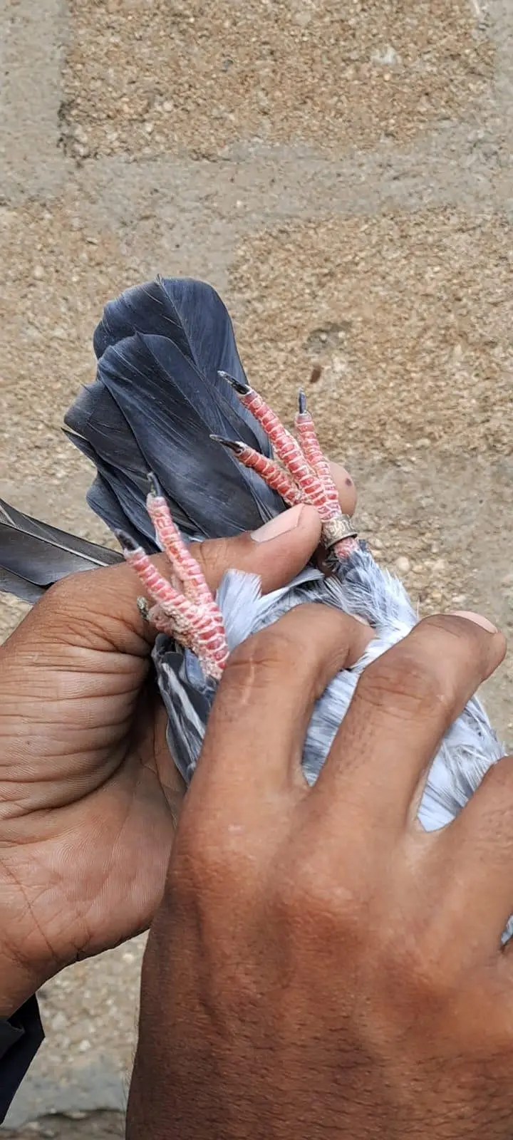 Nilduma Galwaa dubaaz rampuri — photo 7