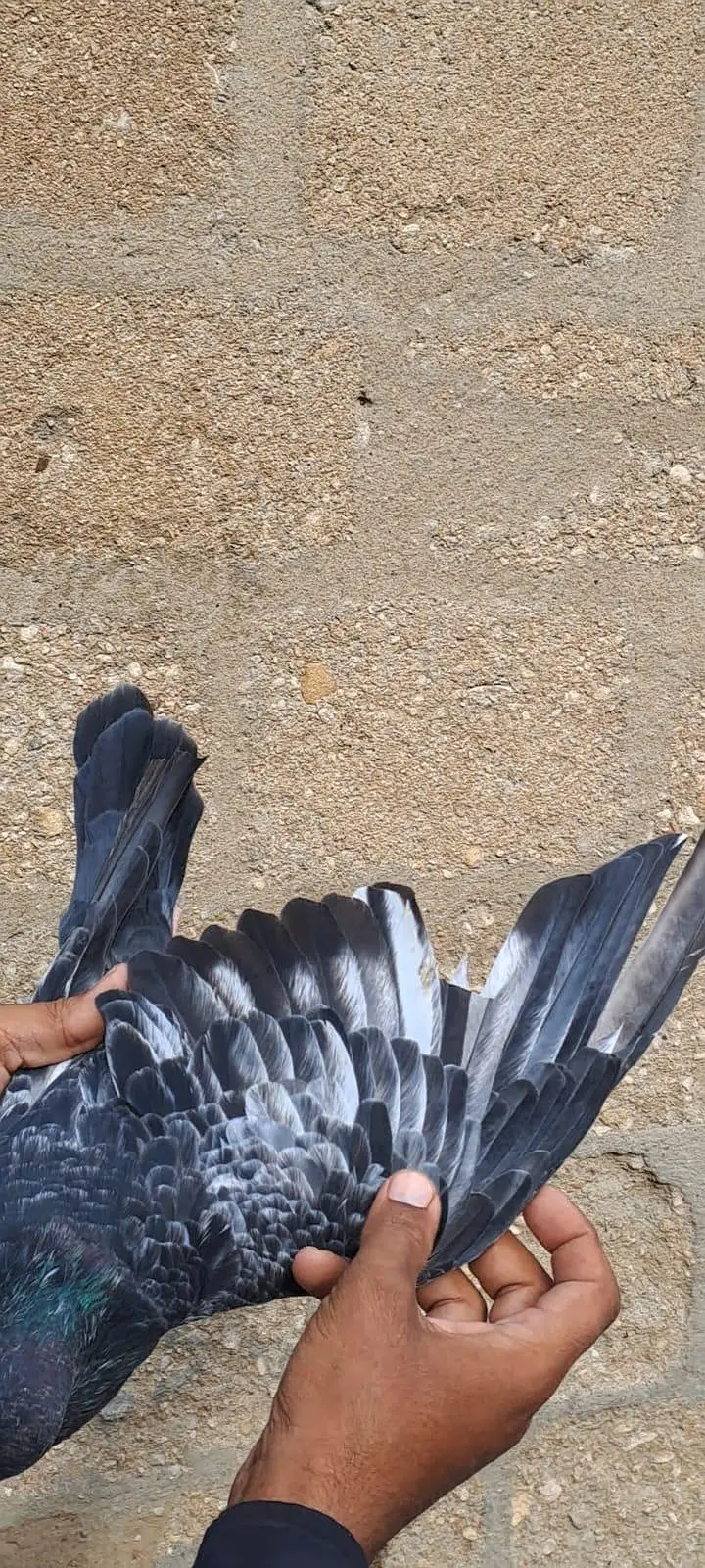 Nilduma Galwaa dubaaz rampuri — photo 8
