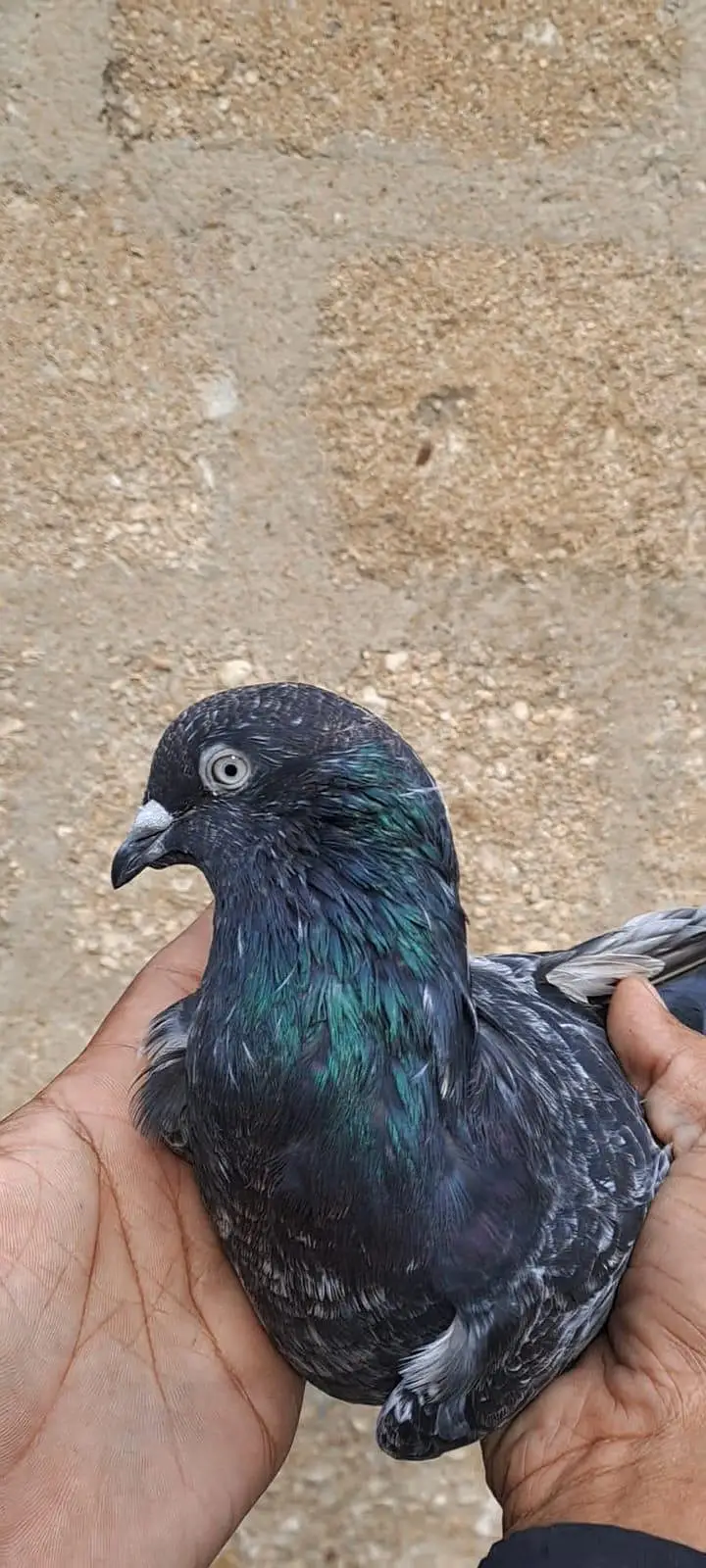 Nilduma Galwaa dubaaz rampuri — photo 9