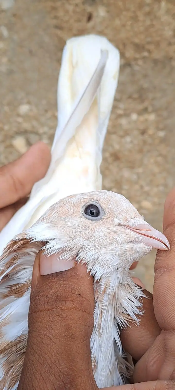 Nilduma Galwaa dubaaz rampuri — photo 10