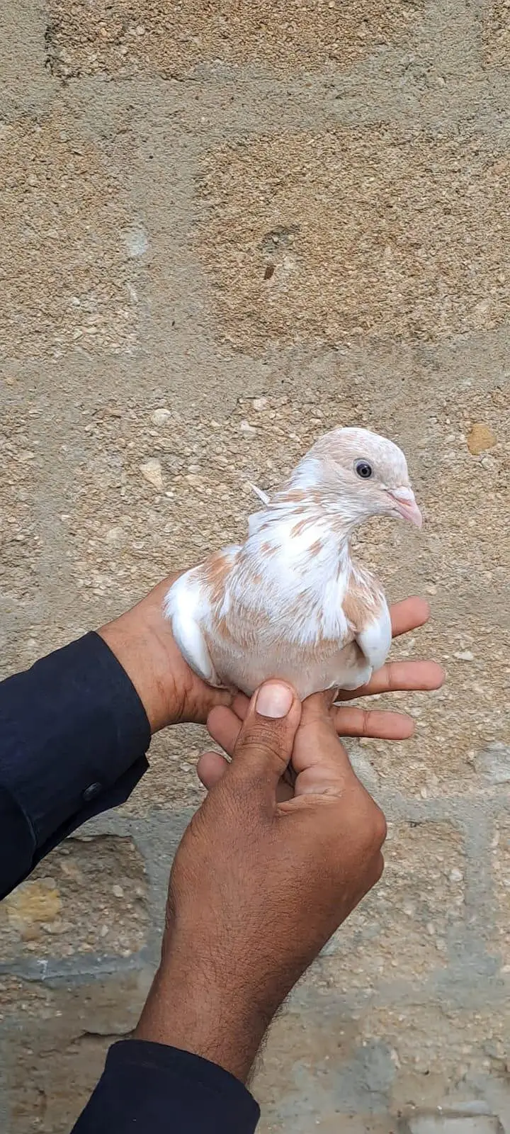 Nilduma Galwaa dubaaz rampuri — photo 11