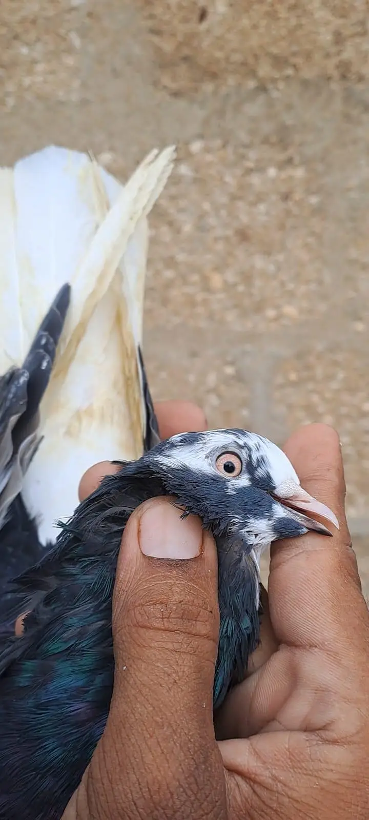 Nilduma Galwaa dubaaz rampuri — photo 12