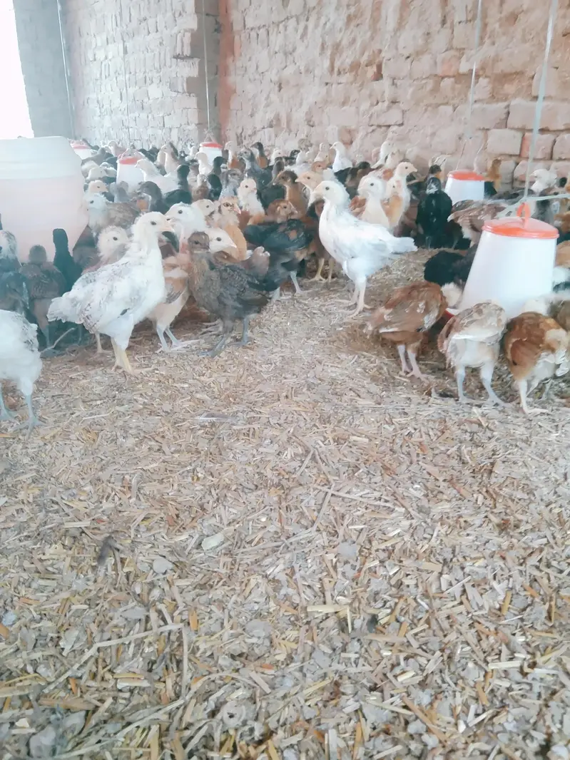 Golden Misri — photo 12