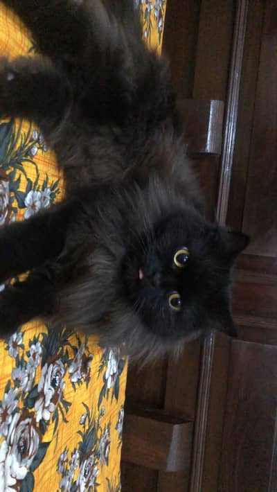 Persian Black Cats