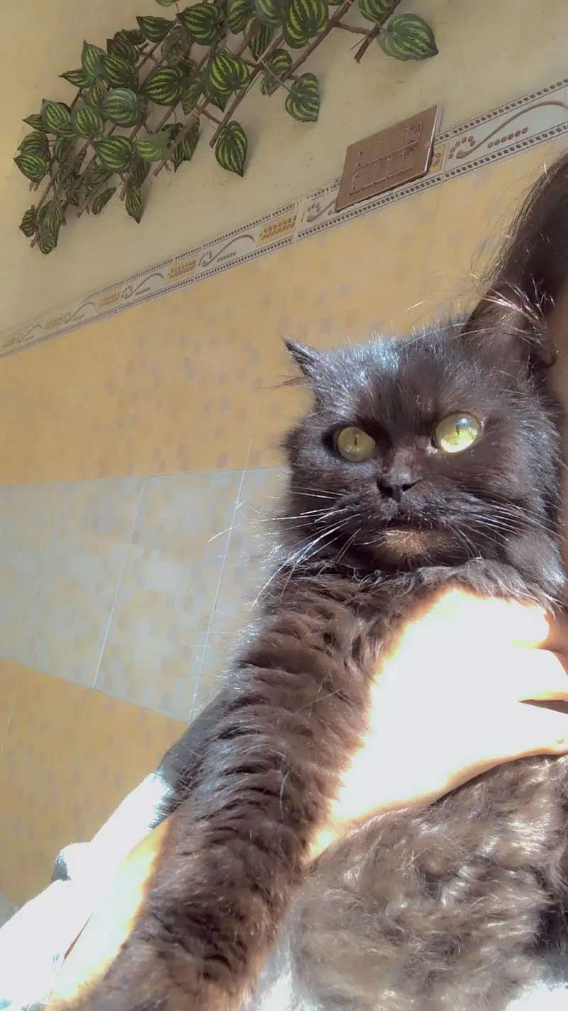 Persian Black Cats — photo 2