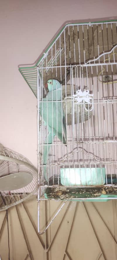 blue Ringneck male