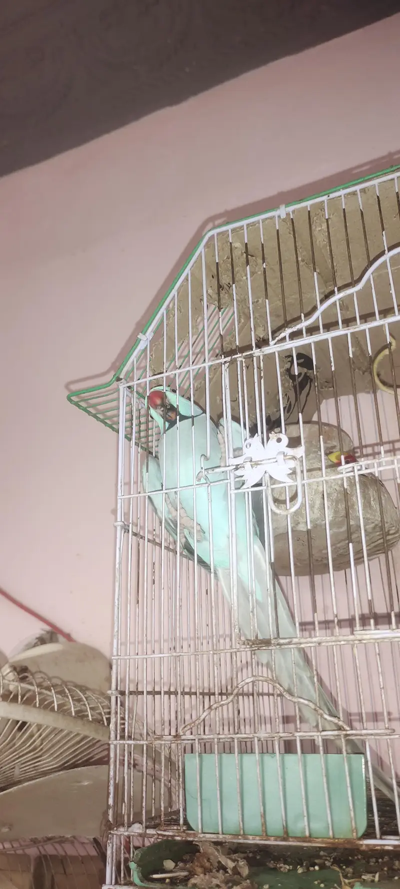 blue Ringneck male — photo 2