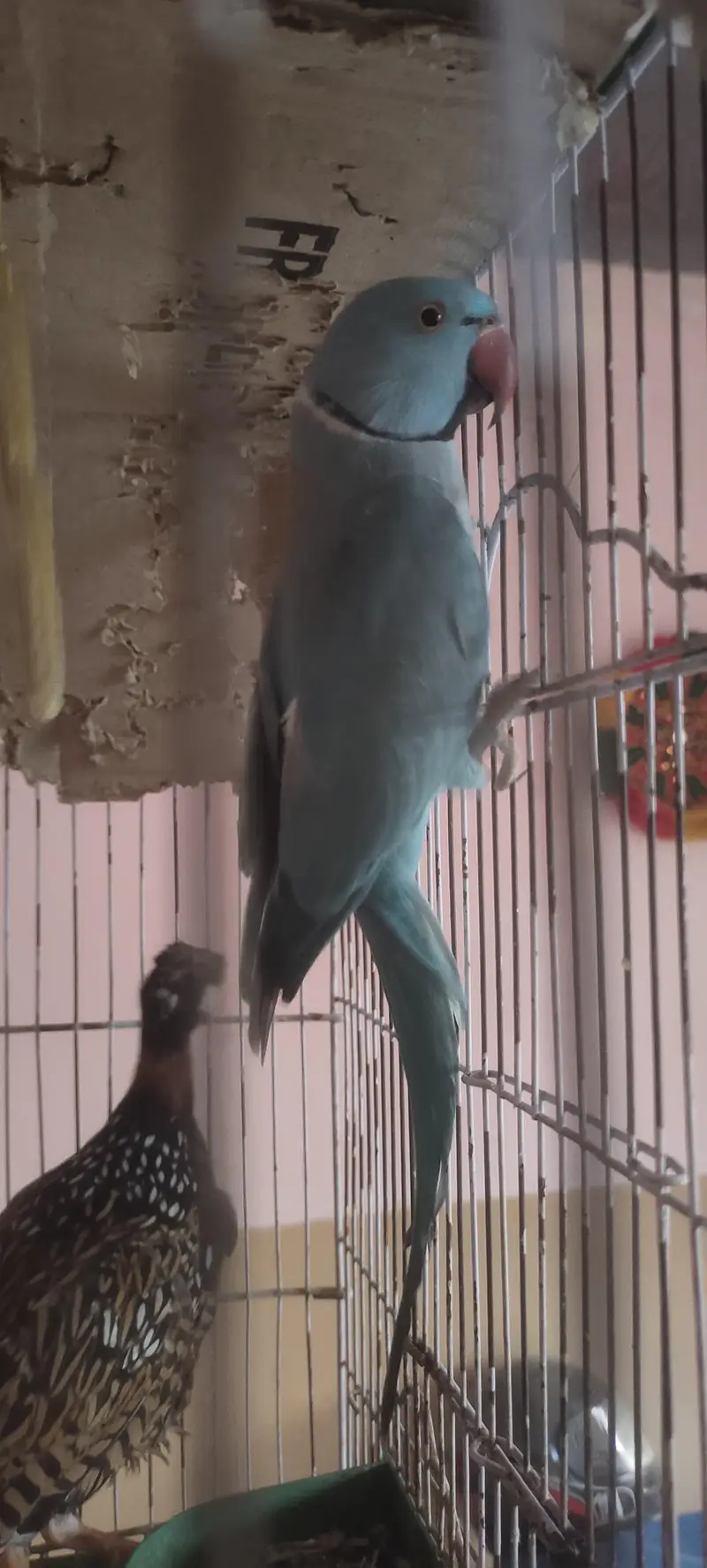 blue Ringneck male — photo 3