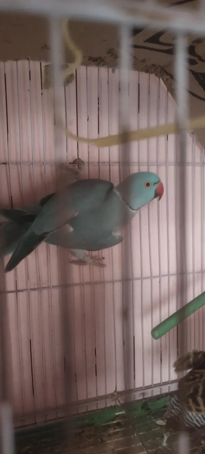 blue Ringneck male — photo 5