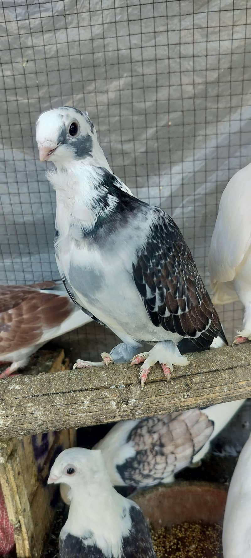Fancy pegien 1