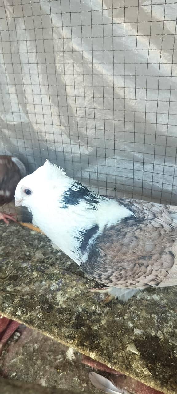 Fancy pegien 2