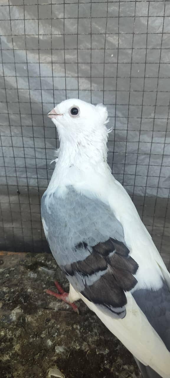 Fancy pegien 3