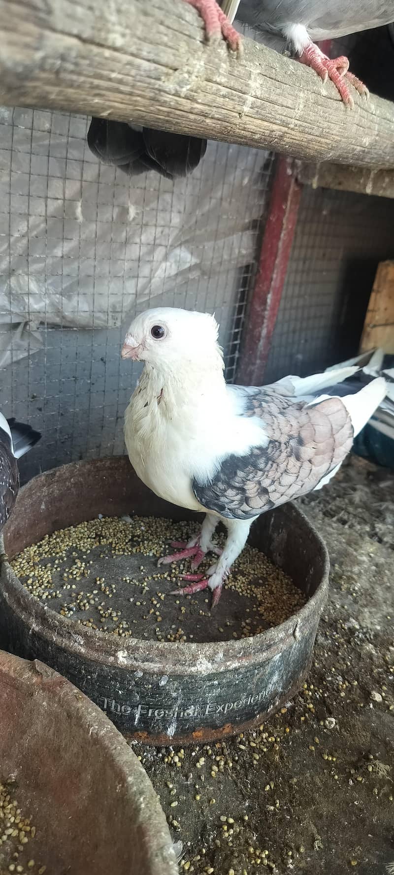 Fancy pegien 5