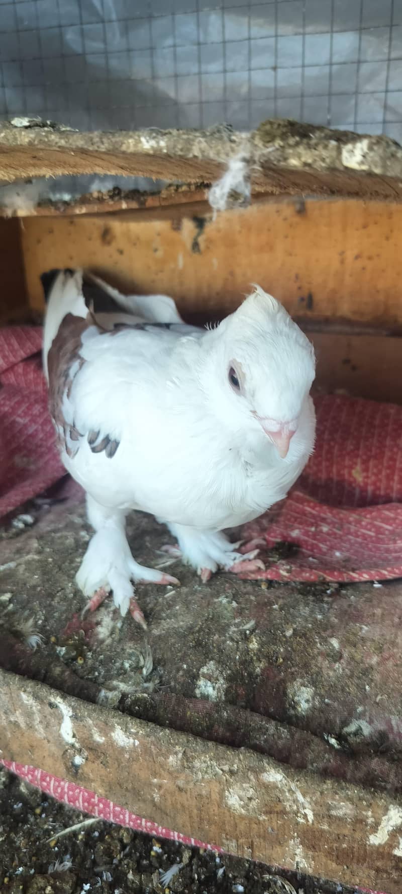 Fancy pegien 6